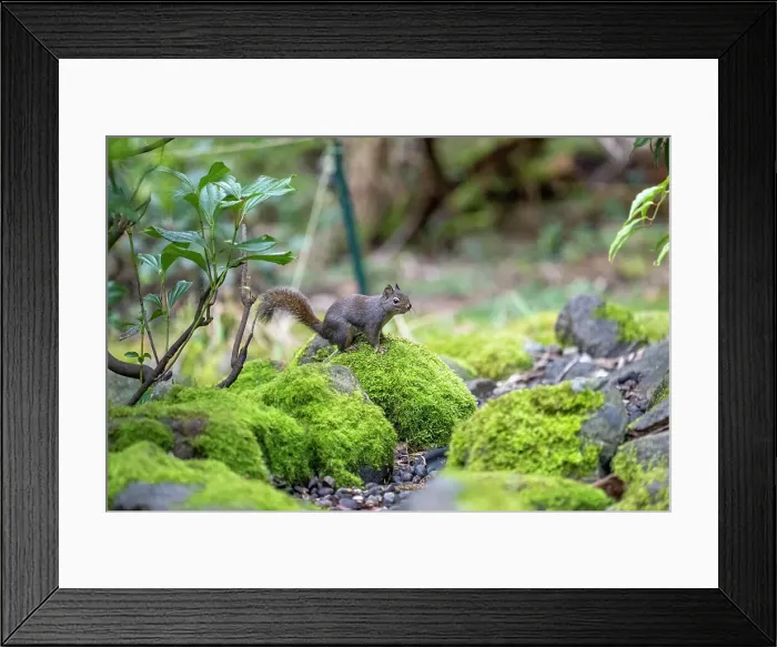 Framed Print : Issaquah, Washington State, USA. Douglas squirrel sitting on a moss-covered rock next to a small stream