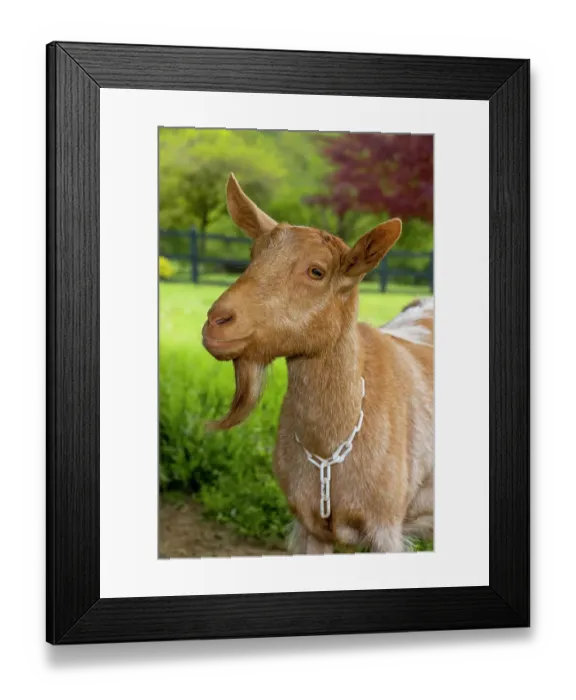 Framed Print : Issaquah, Washington State, USA. Portrait of a female golden guernsey with a meadow behind her. (PR) Framed Print : Issaquah, Washington State, USA. Portrait of a female golden guernsey with a meadow behind her. (PR)