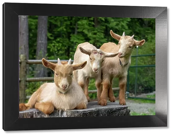 Issaquah, Washington State, USA. Three three-week old guernsey goats on a stump, including one that has been dehorned. (PR)