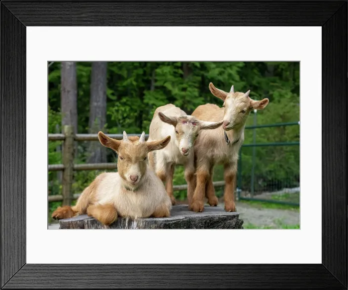 Framed Print : Issaquah, Washington State, USA. Three three-week old guernsey goats on a stump, including one that has been dehorned. (PR) Framed Print : Issaquah, Washington State, USA. Three three-week old guernsey goats on a stump, including one that has been dehorned. (PR)
