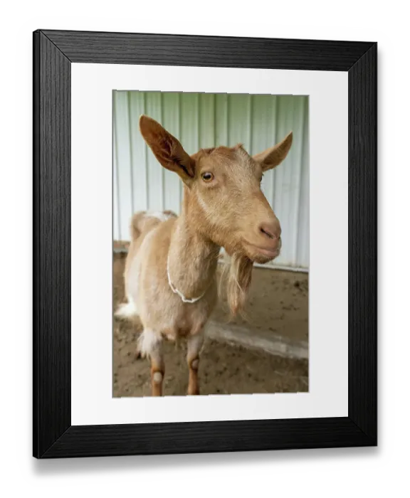 Framed Print : Issaquah, Washington State, USA. Portrait of a female golden guernsey next to a white metal barn. (PR) Framed Print : Issaquah, Washington State, USA. Portrait of a female golden guernsey next to a white metal barn. (PR)
