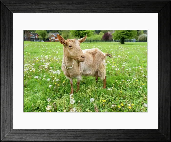 Framed Print : Issaquah, Washington State, USA. Female golden guernsey standing in a meadow. (PR)