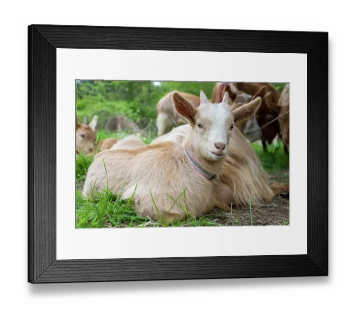 Framed Print : Issaquah, Washington State, USA. Herd of rare breed of does and baby golden guernsey goats. (PR) Framed Print : Issaquah, Washington State, USA. Herd of rare breed of does and baby golden guernsey goats. (PR)