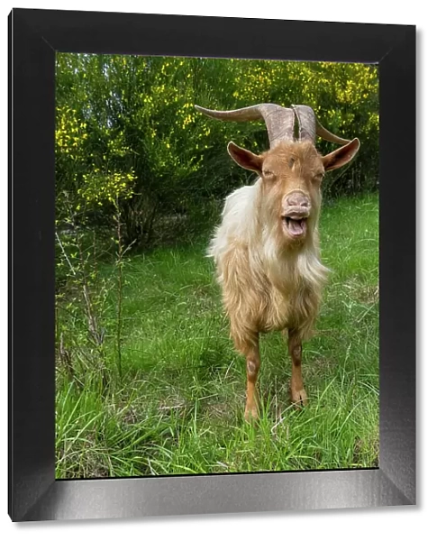 Issaquah, Washington State, USA. A rare heritage breed, golden guernsey billy goat with long horns, standing looking forward in a meadow. (PR)