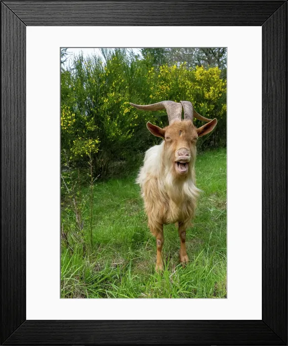 Framed Print : Issaquah, Washington State, USA. A rare heritage breed, golden guernsey billy goat with long horns, standing looking forward in a meadow. (PR)