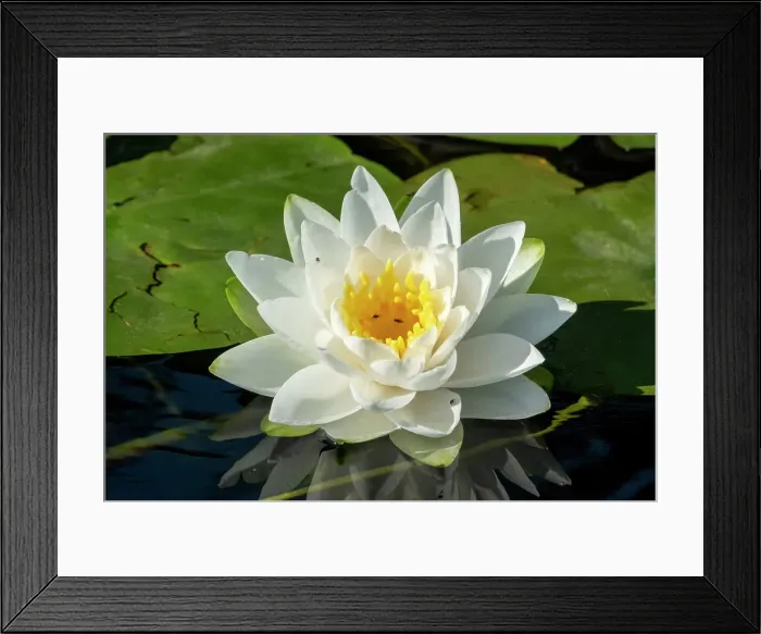 Framed Print : Issaquah, Washington State, USA. Fragrant water lily, considered a Class C noxious weed in this area