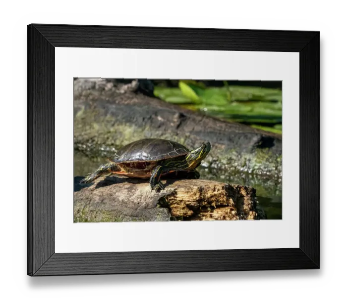 Framed Print : Issaquah, Washington State, USA. Painted turtle sunning on a log Framed Print : Issaquah, Washington State, USA. Painted turtle sunning on a log