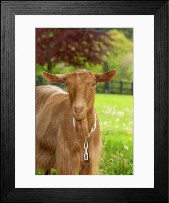 Framed Print : Issaquah, Washington State, USA. Portrait of a female golden guernsey with a meadow behind her. (PR) Framed Print : Issaquah, Washington State, USA. Portrait of a female golden guernsey with a meadow behind her. (PR)