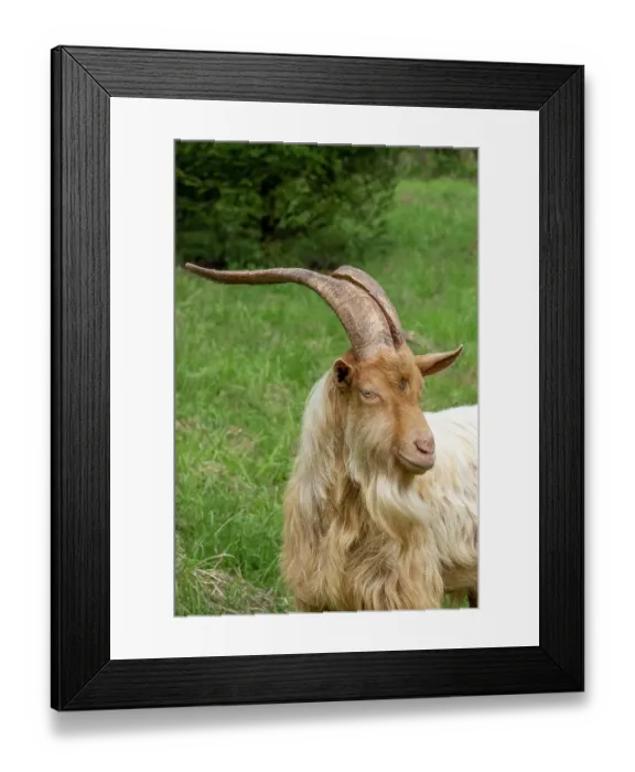 Framed Print : Issaquah, Washington State, USA. Close-up portrait of a rare heritage breed, golden guernsey billy goat with long horns. (PR) Framed Print : Issaquah, Washington State, USA. Close-up portrait of a rare heritage breed, golden guernsey billy goat with long horns. (PR)