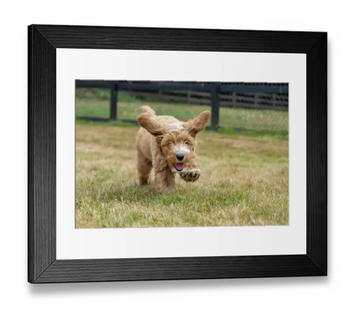 Framed Print : Issaquah, Washington State, USA. 3-month old Aussiedoodle puppy running in the field. (PR) Framed Print : Issaquah, Washington State, USA. 3-month old Aussiedoodle puppy running in the field. (PR)