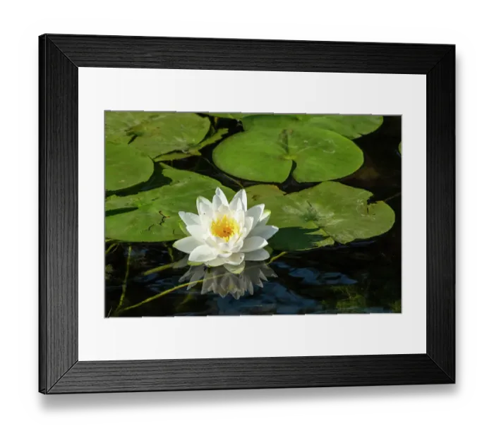 Framed Print : Issaquah, Washington State, USA. Fragrant water lily, considered a Class C noxious weed in this area