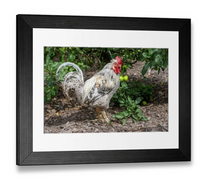 Framed Print : Port Townsend, Washington State, USA. Free-ranging Plymouth Barred Rock rooster standing in a garden area Framed Print : Port Townsend, Washington State, USA. Free-ranging Plymouth Barred Rock rooster standing in a garden area