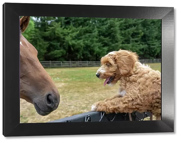 Issaquah, Washington State, USA. 3-month old Aussiedoodle puppy being lifted up to greet a horse. (PR)