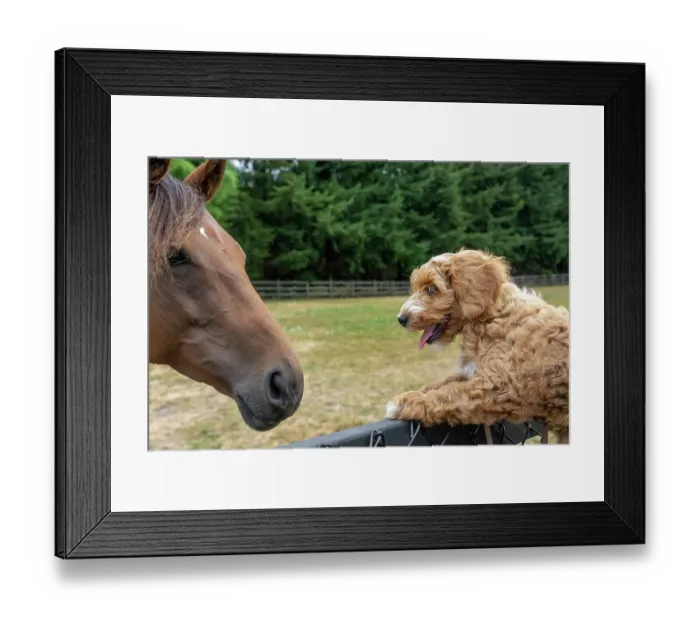 Framed Print : Issaquah, Washington State, USA. 3-month old Aussiedoodle puppy being lifted up to greet a horse. (PR) Framed Print : Issaquah, Washington State, USA. 3-month old Aussiedoodle puppy being lifted up to greet a horse. (PR)