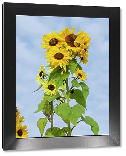 Port Townsend, Washington State, USA. Tall sunflower plants