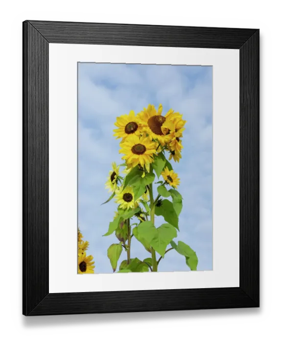 Framed Print : Port Townsend, Washington State, USA. Tall sunflower plants
