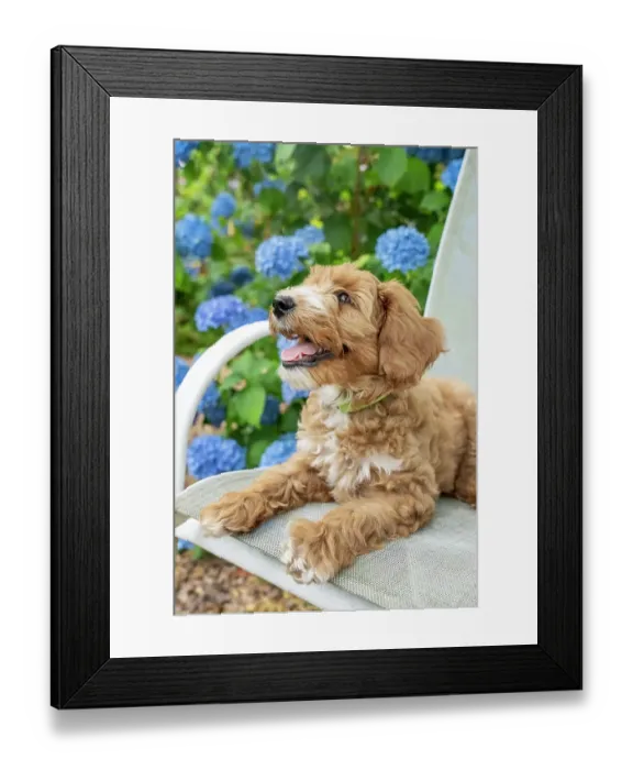 Framed Print : Issaquah, Washington State, USA. 3-month old Aussiedoodle puppy reclining on a patio chair next to hydrangeas. (PR) Framed Print : Issaquah, Washington State, USA. 3-month old Aussiedoodle puppy reclining on a patio chair next to hydrangeas. (PR)
