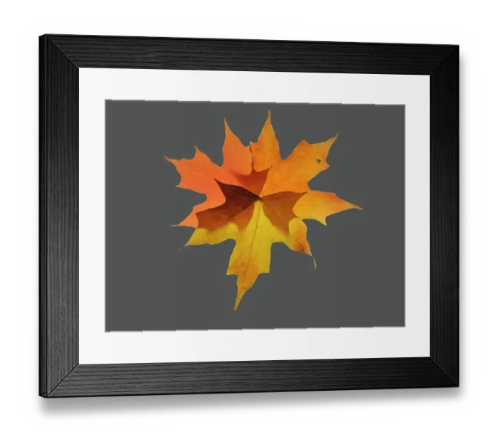 Framed Print : USA, Washington State. Autumn colored maple leaves still-life with gray background Framed Print : USA, Washington State. Autumn colored maple leaves still-life with gray background