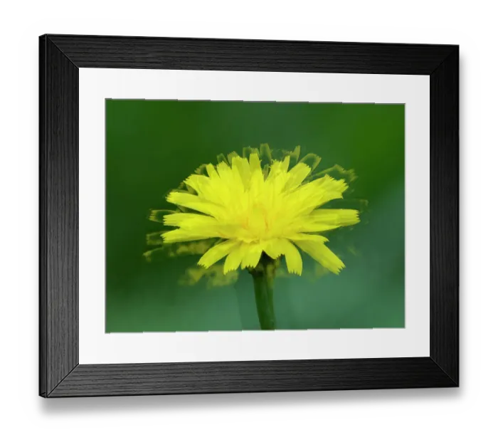 Framed Print : USA, Washington State. Cat's-ear flower Framed Print : USA, Washington State. Cat's-ear flower