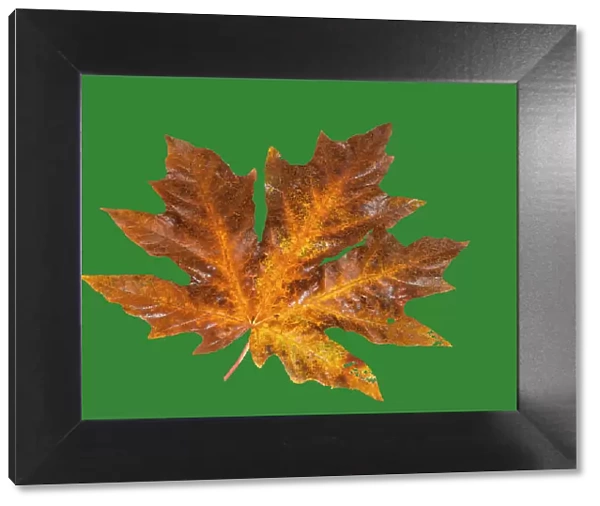 USA, Washington State. Big leaf maple leaf on dark green still-life
