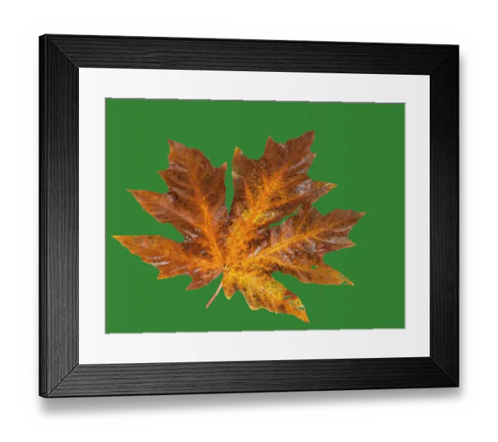 Framed Print : USA, Washington State. Big leaf maple leaf on dark green still-life