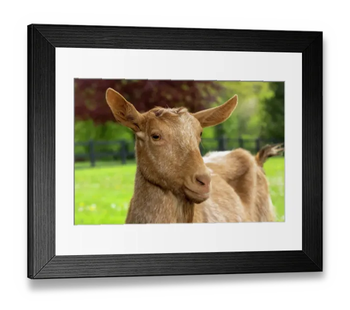 Framed Print : Issaquah, Washington State, USA. Portrait of a female golden guernsey with a meadow behind her. (PR)