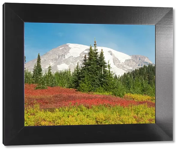 USA, Washington State, Mount Rainier National Park. Fall Color and snow-capped Mount Rainier