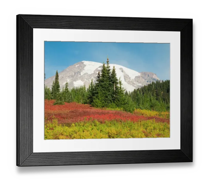 Framed Print : USA, Washington State, Mount Rainier National Park. Fall Color and snow-capped Mount Rainier