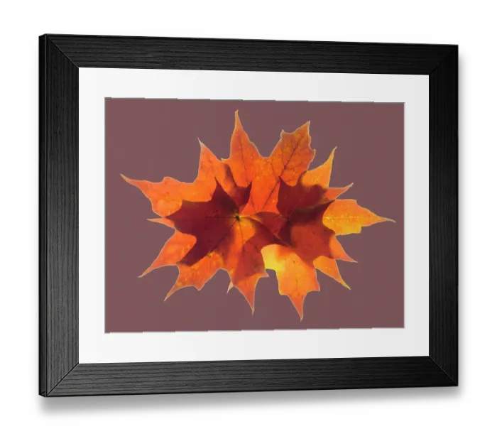 Framed Print : USA, Washington State. Autumn colored maple leaves still-life with rose colored background