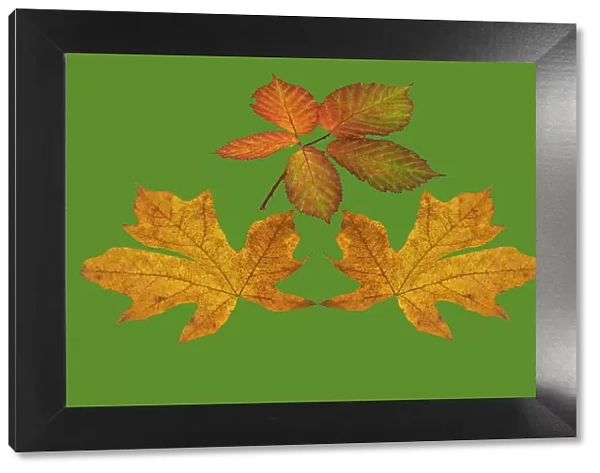 USA, Washington State. Big leaf maple and Himalayan Blackberry still-life arrangement