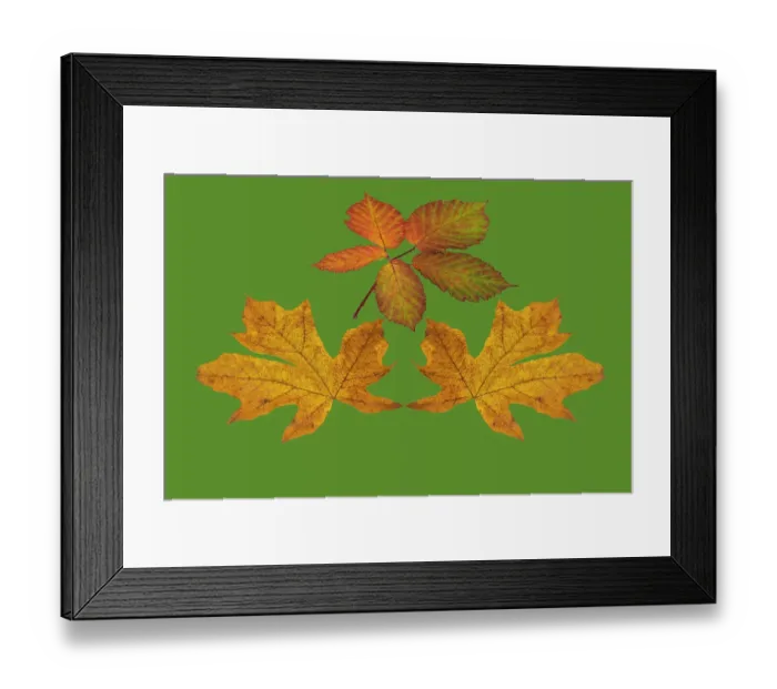 Framed Print : USA, Washington State. Big leaf maple and Himalayan Blackberry still-life arrangement Framed Print : USA, Washington State. Big leaf maple and Himalayan Blackberry still-life arrangement
