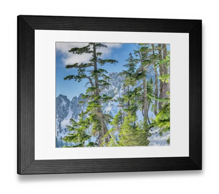 Framed Print : USA, Washington State, Alpine Lakes Wilderness. Alpine fir trees with Central Cascade range in background