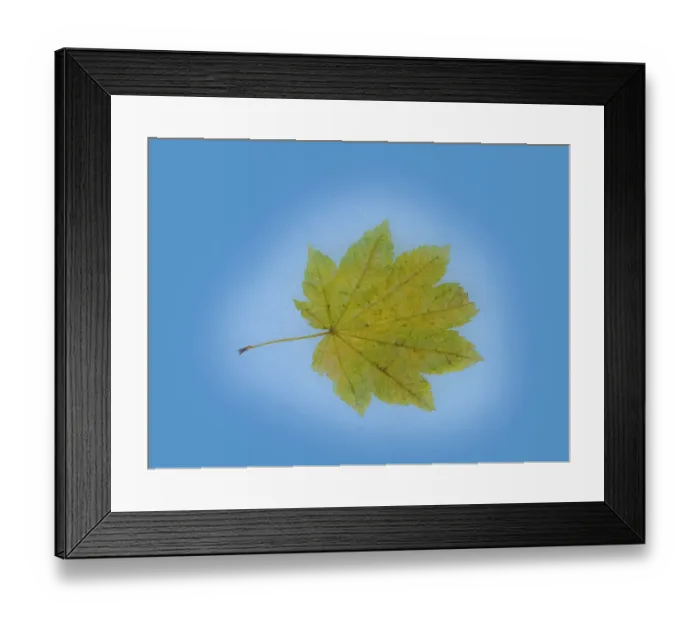 Framed Print : USA, Washington State. Autumn Maple leaf still-life on blue background Framed Print : USA, Washington State. Autumn Maple leaf still-life on blue background