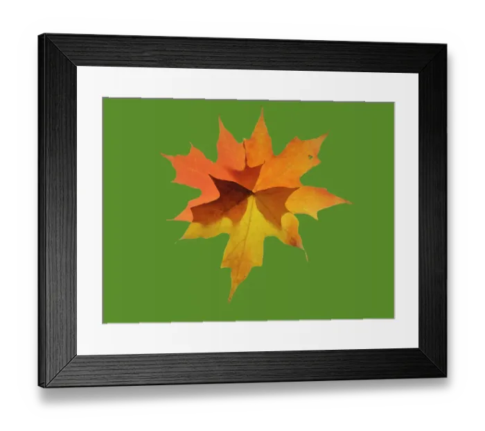 Framed Print : USA, Washington State. Autumn colored maple leaves still-life with green background