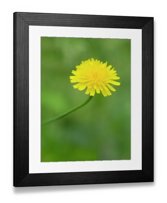 Framed Print : USA, Washington State. Cat's-ear flower