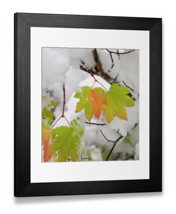 Framed Print : USA, Washington State. Central Cascades, Fresh snow with autumn colored maple leaves Framed Print : USA, Washington State. Central Cascades, Fresh snow with autumn colored maple leaves