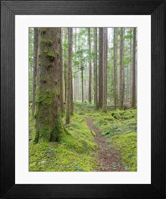 Framed Print : USA, Washington State. Central Cascades, Trail through Douglas Fir and Hemlock forest with verdant moss covered understory