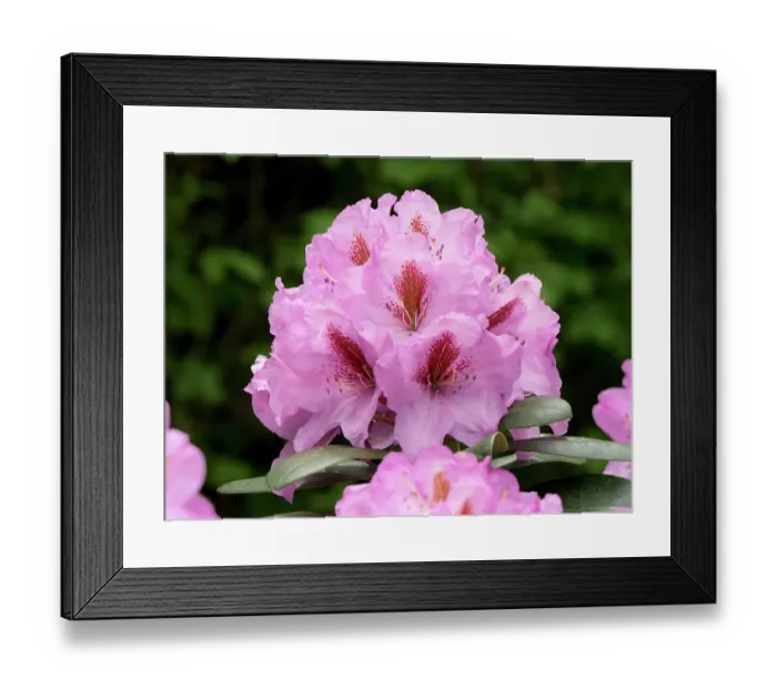 Framed Print : USA, Washington State. Rhododendron flower Framed Print : USA, Washington State. Rhododendron flower