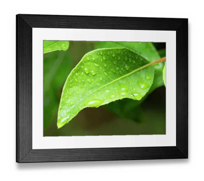 Framed Print : USA, Washington State. Raindrops on Rhododendron leaves