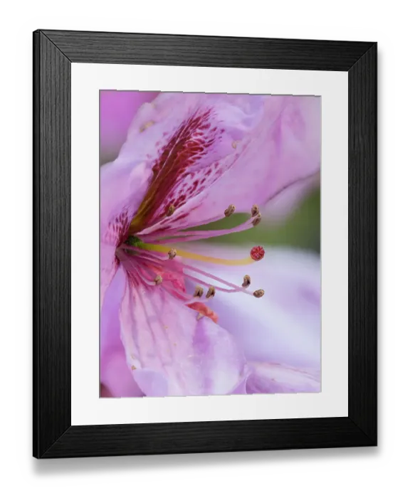 Framed Print : USA, Washington State. Rhododendron flower Framed Print : USA, Washington State. Rhododendron flower