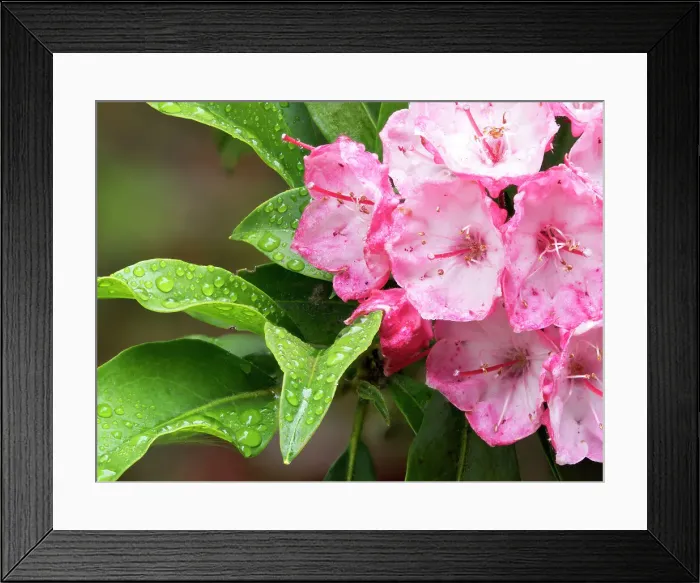 Framed Print : USA, Washington State. Mountain Laurel Framed Print : USA, Washington State. Mountain Laurel