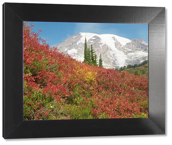 USA, Washington State, Mount Rainier National Park. Fall Color and snow-capped Mount Rainier