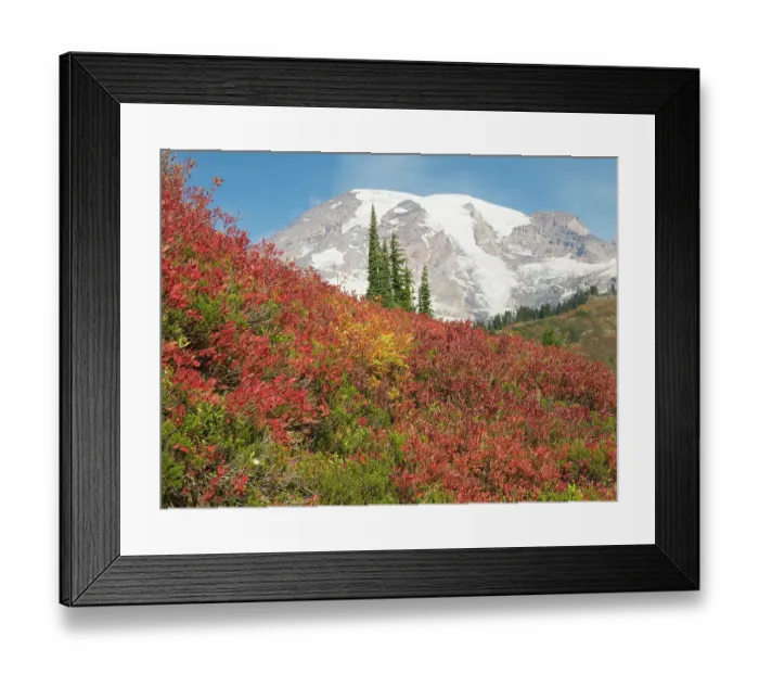 Framed Print : USA, Washington State, Mount Rainier National Park. Fall Color and snow-capped Mount Rainier