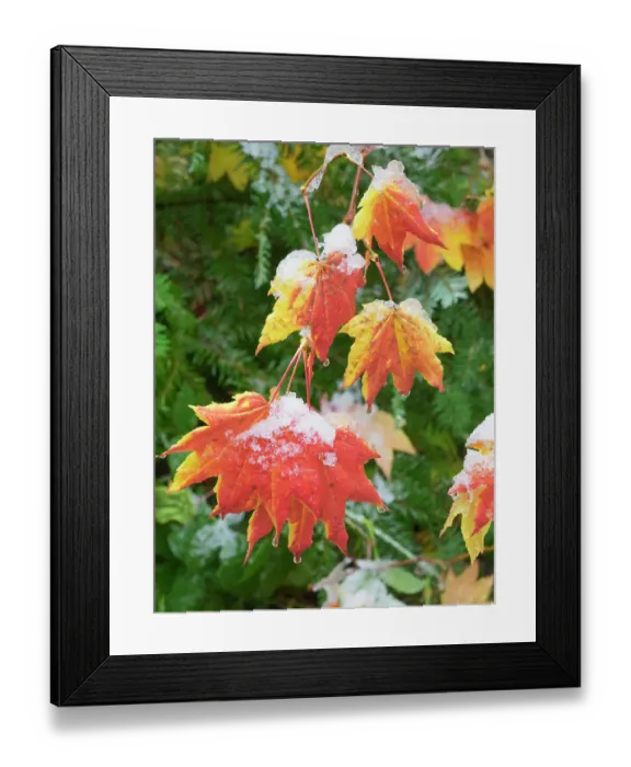 Framed Print : USA, Washington State. Central Cascades, Snow on autumn colored maple leaves Framed Print : USA, Washington State. Central Cascades, Snow on autumn colored maple leaves