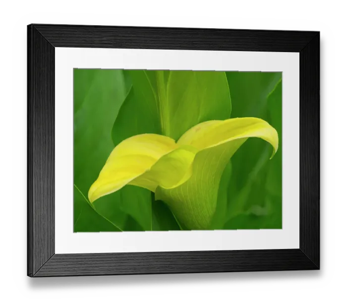 Framed Print : USA, Washington State. Calla Lily