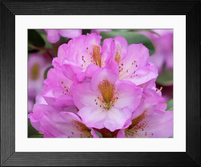 Framed Print : USA, Washington State. Rhododendron flower