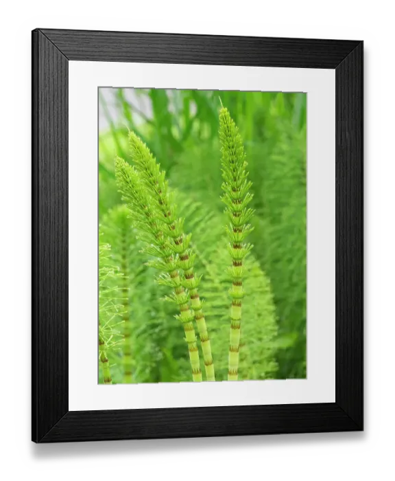 Framed Print : USA, Washington State. Horsetail Fern Framed Print : USA, Washington State. Horsetail Fern