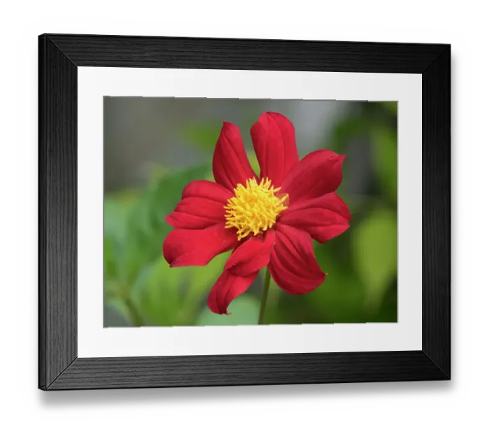Framed Print : USA, Washington State. Daisy Framed Print : USA, Washington State. Daisy