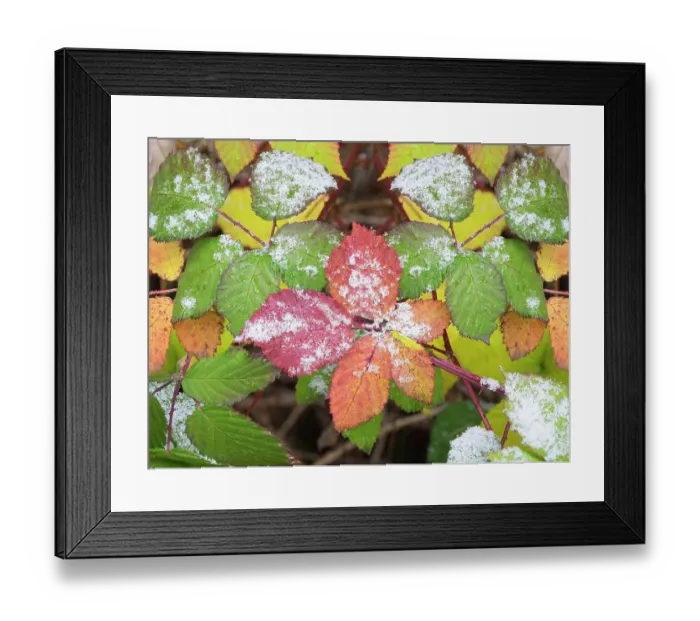 Framed Print : USA, Washington State. Colorful Himalayan Blackberry leaves with newly fallen snow Framed Print : USA, Washington State. Colorful Himalayan Blackberry leaves with newly fallen snow