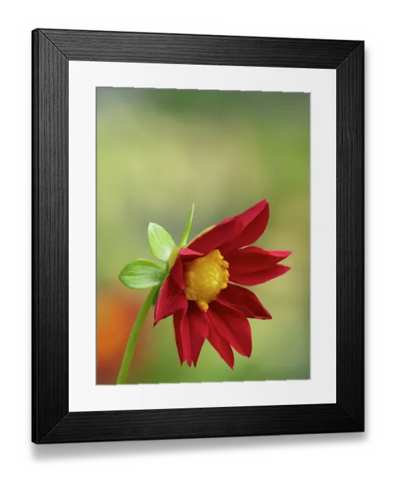 Framed Print : USA, Washington State. Daisy Framed Print : USA, Washington State. Daisy